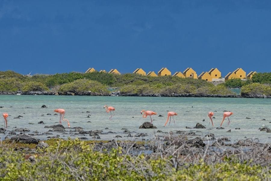 Pink flamingos in Bonaire Island