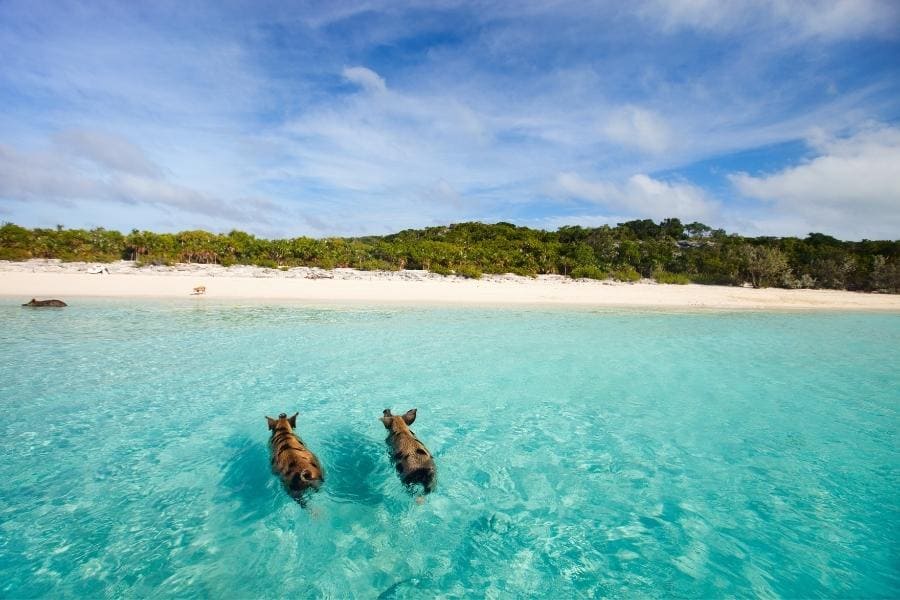 Swimming Pigs in The Exumas, Bahamas